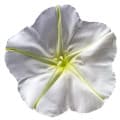 Ипомея белая
