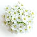Sweet Alyssum