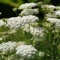 Wild carrot
