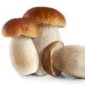 Cep