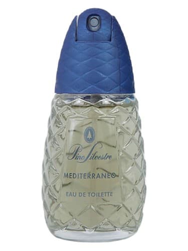 Pino Silvestre Mediterraneo