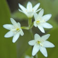 Asian Clintonia