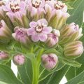 Milkweeds
