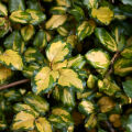 Silverthorn