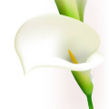 Калла лилия
