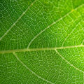 Chlorophyll
