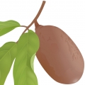 Купуаку
