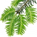 Ель