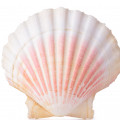Морские раковины