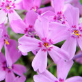 Флокс