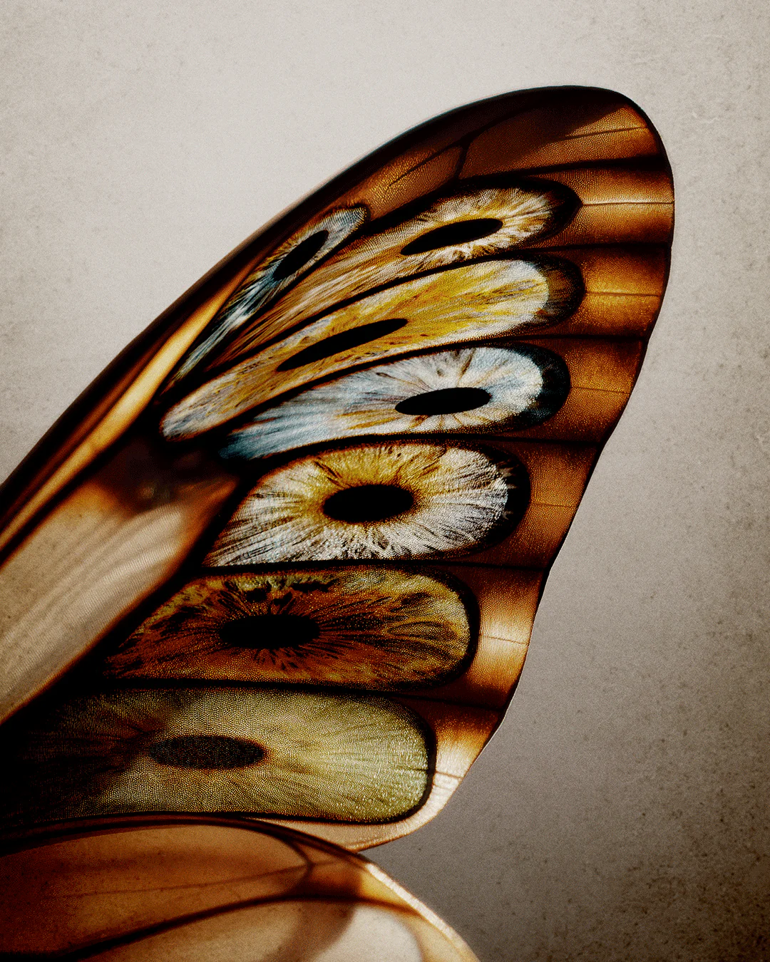 Orto Parisi Risvelium 5