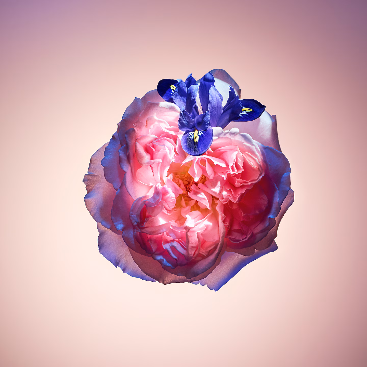 Louis Vuitton Rose des Vents 3