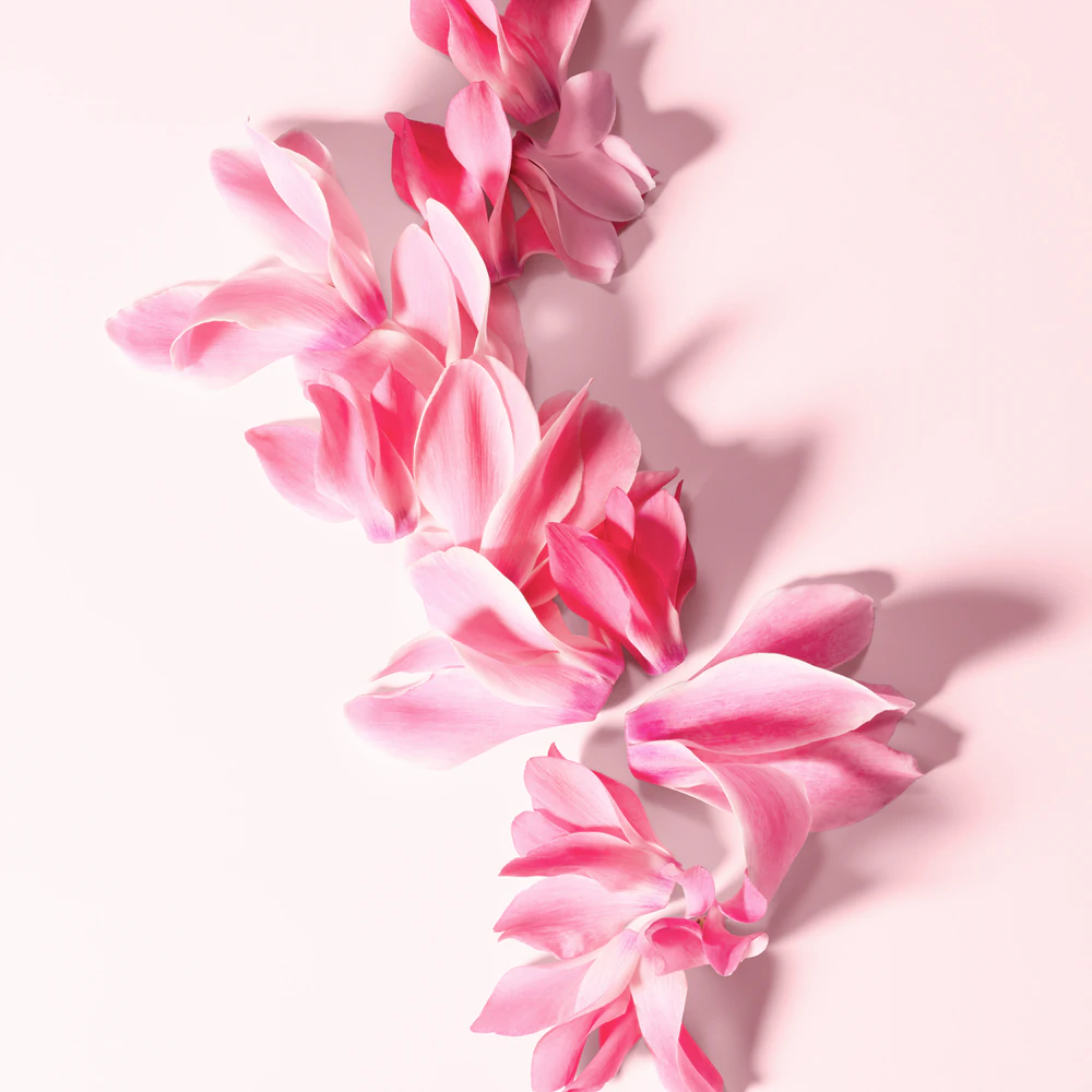 Dolce&Gabbana L'Imperatrice 3 5