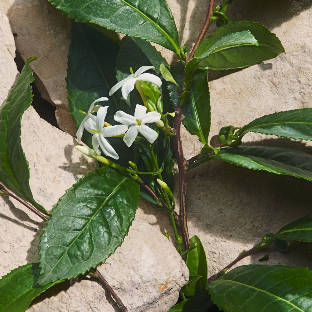 Dolce&Gabbana Light Blue Capri In Love Eau de Parfum 5