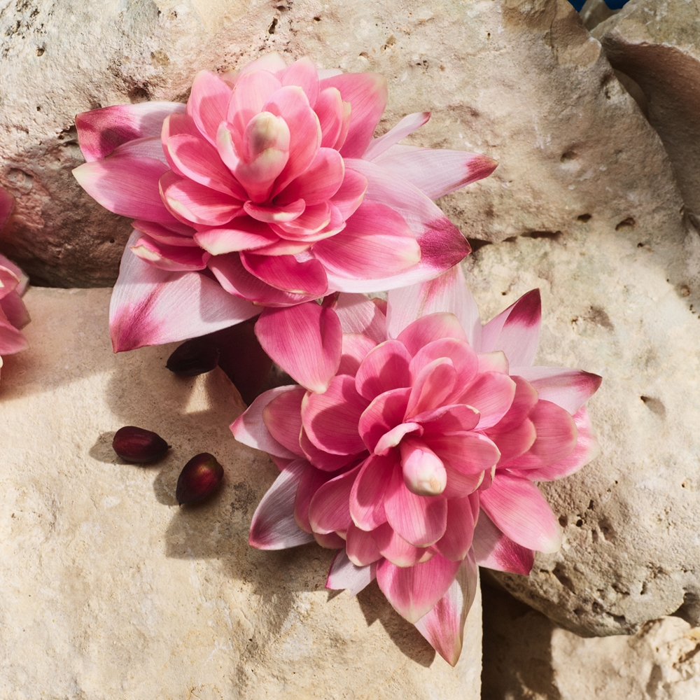 Dolce&Gabbana Light Blue Capri In Love Eau de Parfum 6