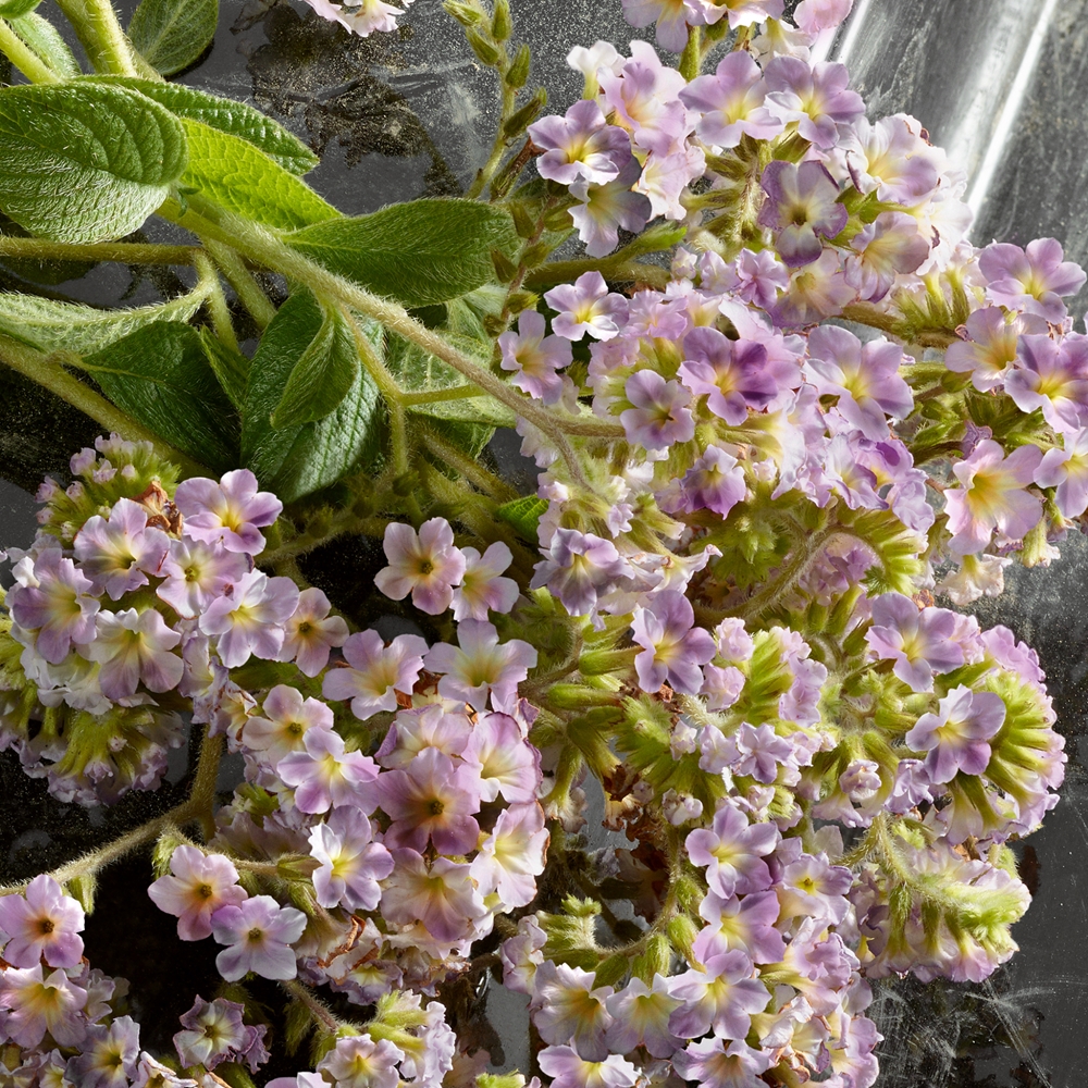 Dolce&Gabbana Q by Dolce & Gabbana Eau de Parfum Intense 6