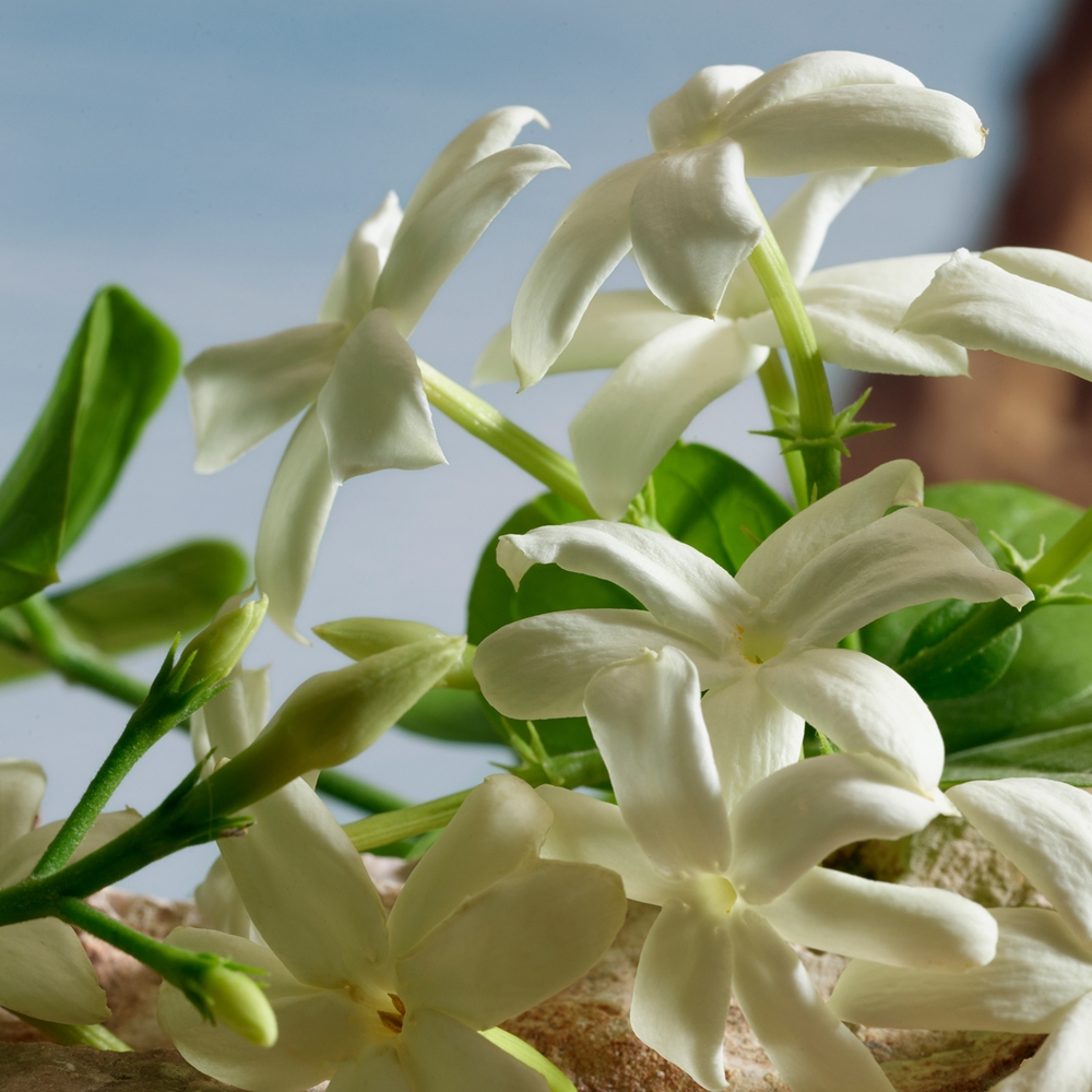 Dolce&Gabbana Q by Dolce & Gabbana Parfum 5