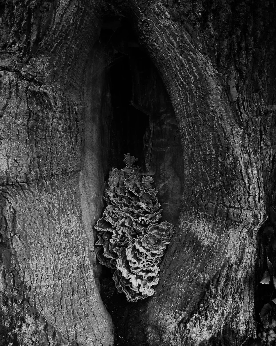 Orto Parisi Boccanera 4