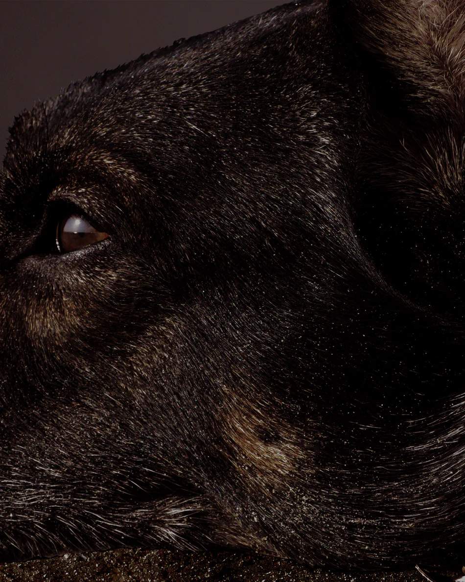 Orto Parisi Brutus 6