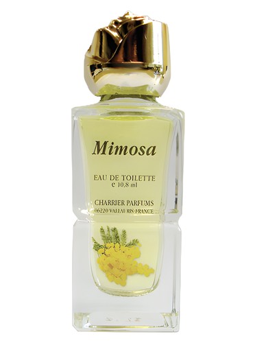 Mimosa