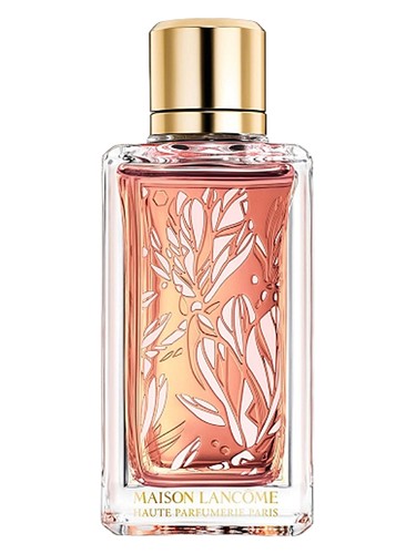 Magnolia Rosae