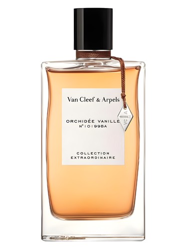 Orchidee Vanille